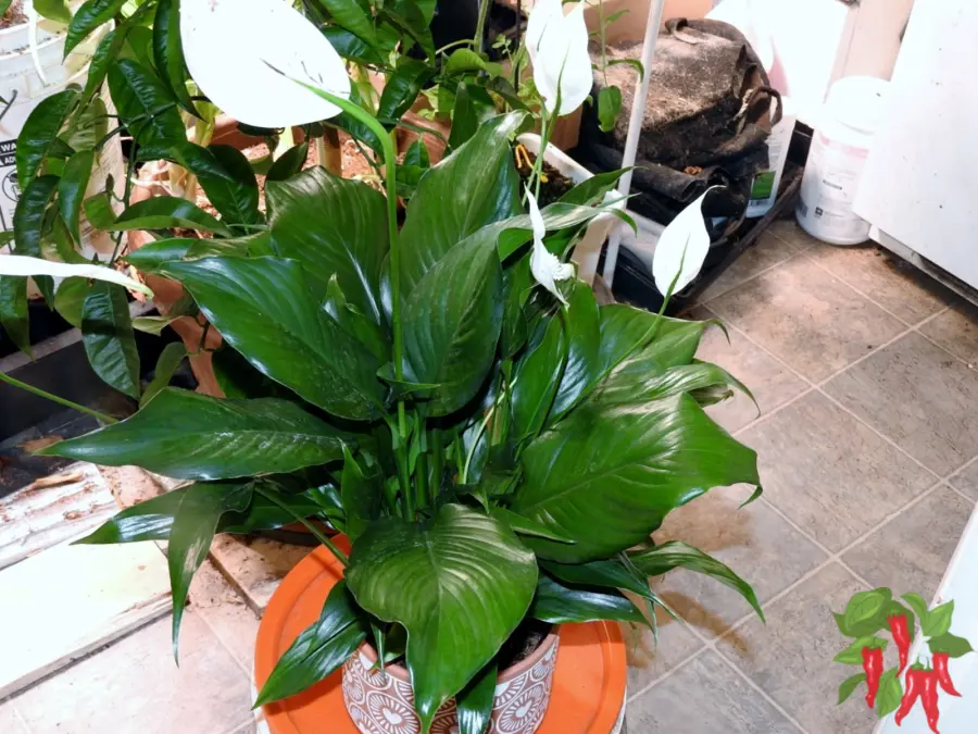 How To Care For Peace Lily Indoors