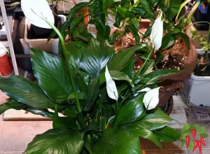 Best Indoor Plants for Apartments - Peace Lily
