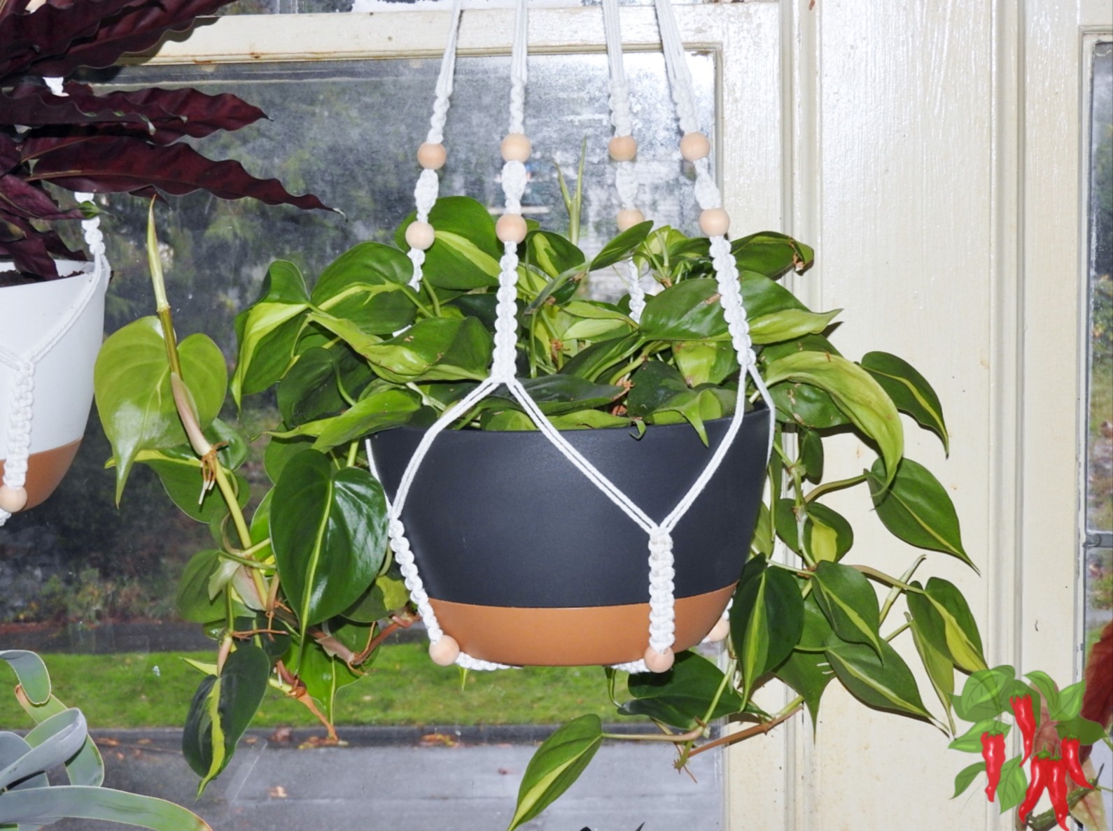 Philodendron brasil