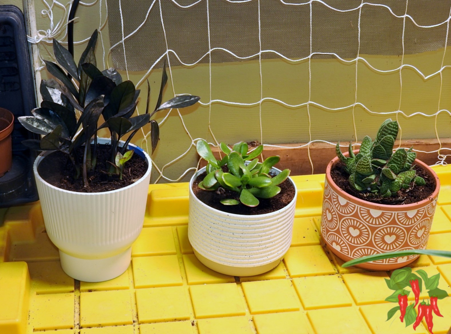 Easy Succulents for Small Spaces