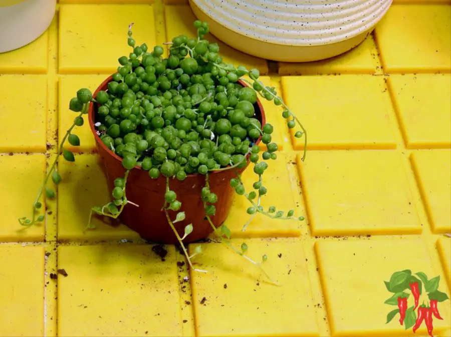 String of Pearls (Senecio rowleyanus)