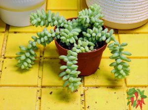 Pet-Safe Succulents You Can Grow Indoors - Burro’s Tail (Sedum morganianum)