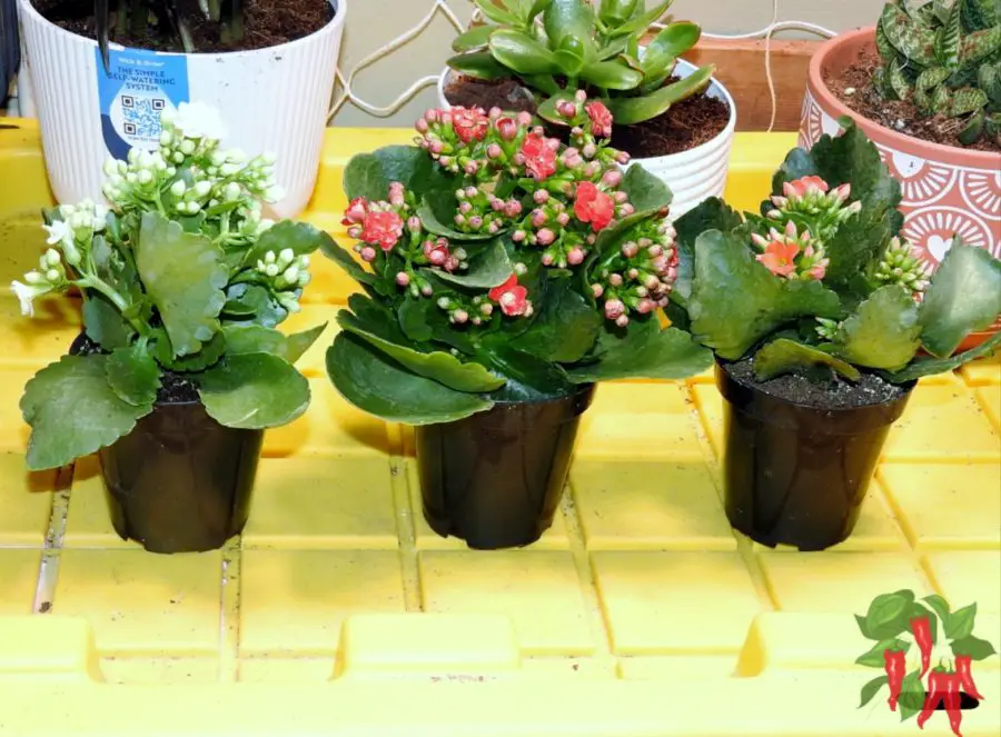 Kalanchoe blossfeldiana