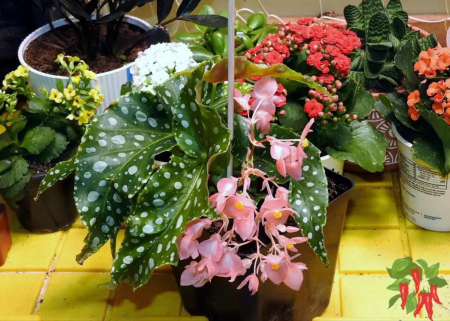 Indoor Garden Space with indoor plants arranged in a small apartment living space