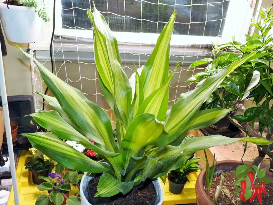 Dracaena Corn Plant