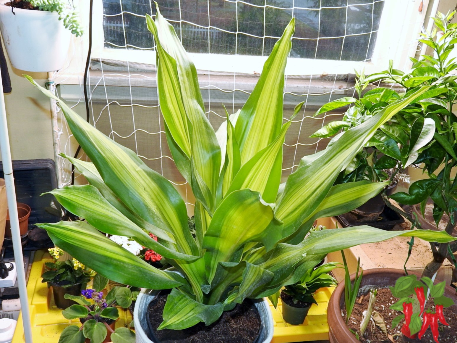 Dracaena Corn Plant