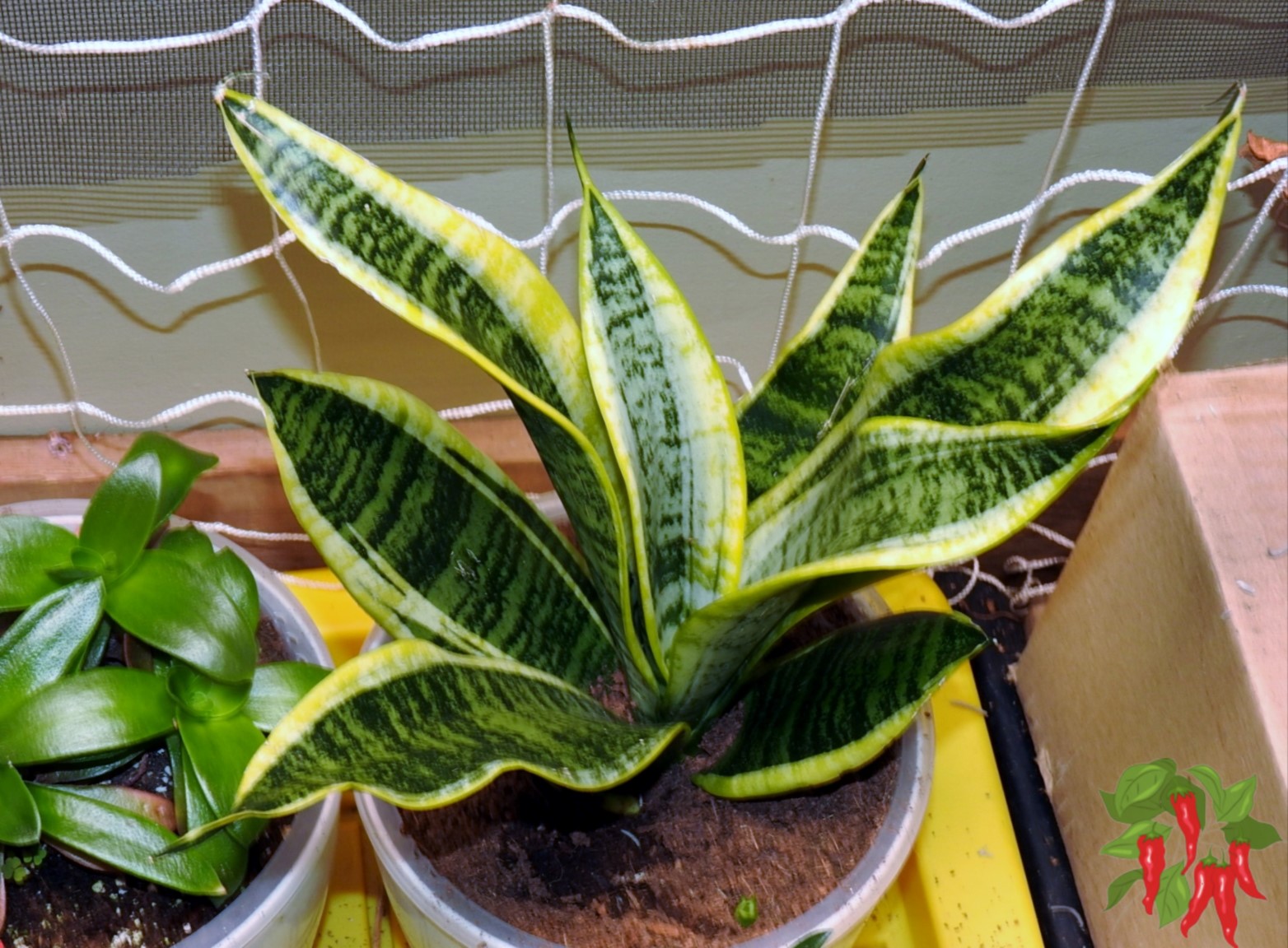 Snake Plant - Indoor Plants That Thrive on Neglect (and Still Look Great)