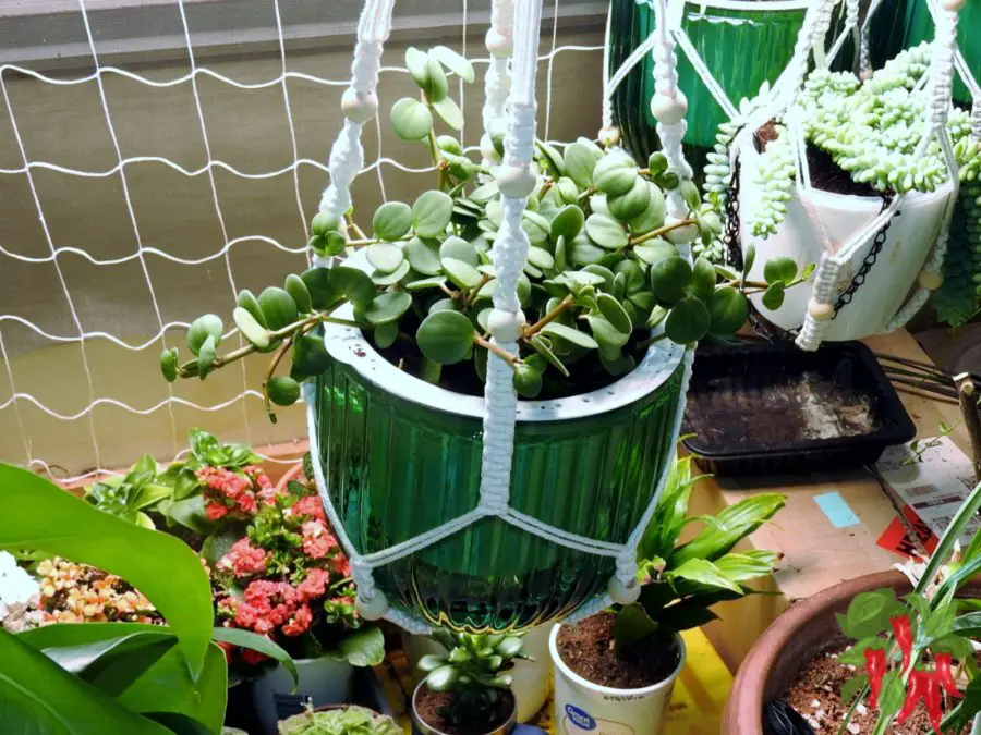 Peperomia Hope in Self Watering Planter