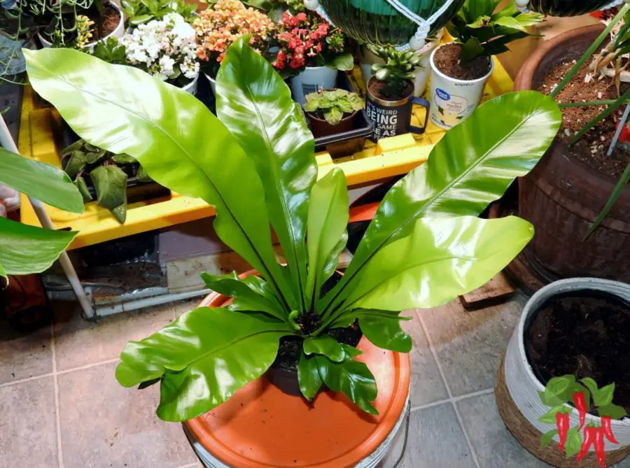 Japanese Bird's Nest Fern