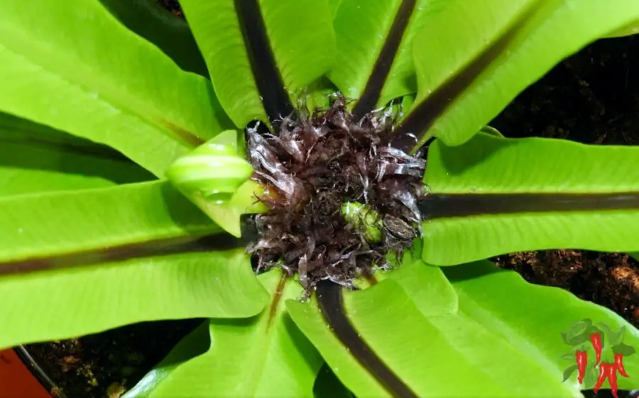 Easy Pet-Safe Houseplants for Absolute Beginners - Bird's Nest Fern