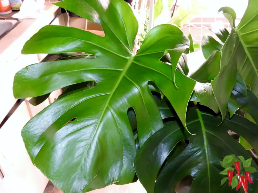 Monstera big leaves