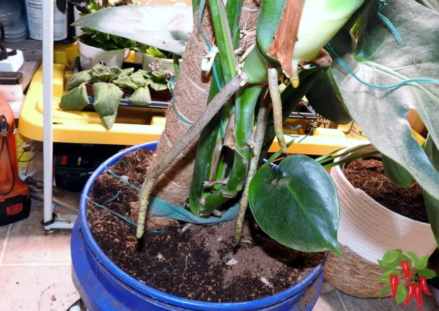 Aerial Roots on Monstera deliciosa