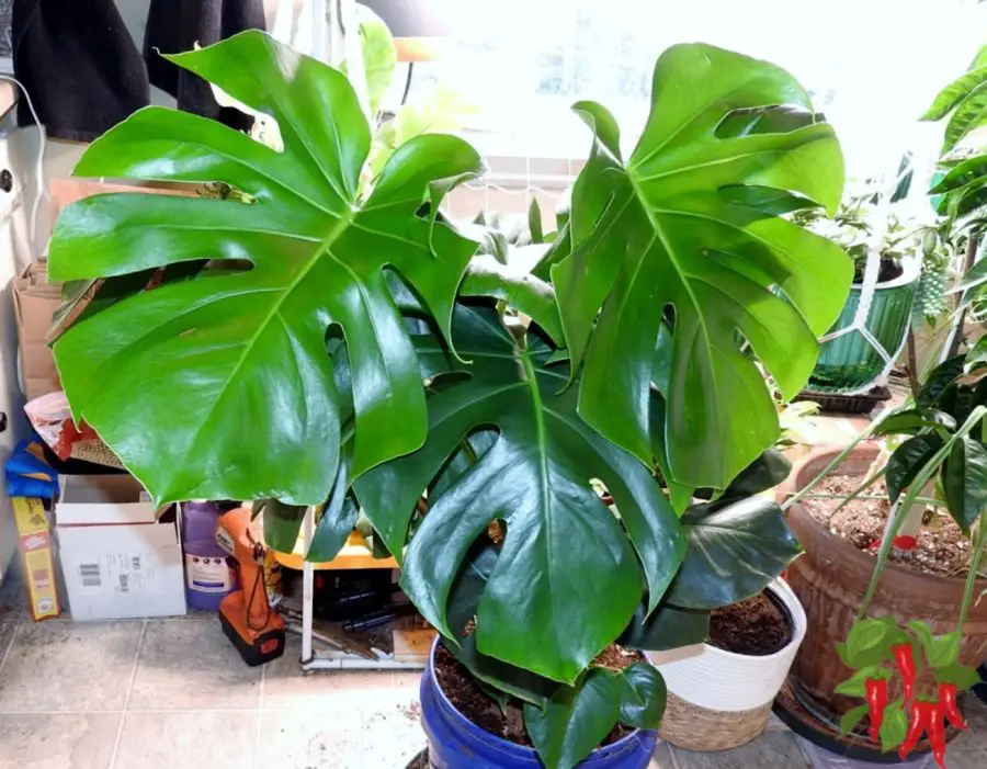 Swiss cheese plant, also known as the Monstera deliciosa