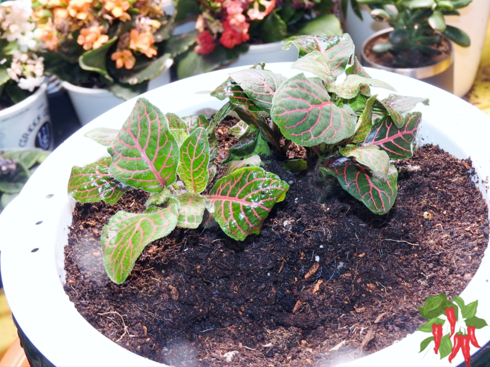 Nerve Plant (Fittonia albivenis)