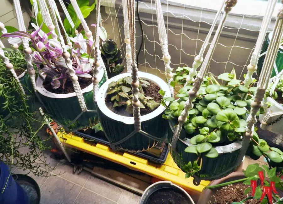How Many Plants Are Too Many in a Small Apartment