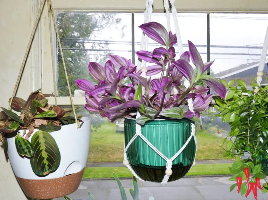 hanging self watering planters