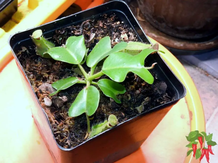 Nepenthes truncata