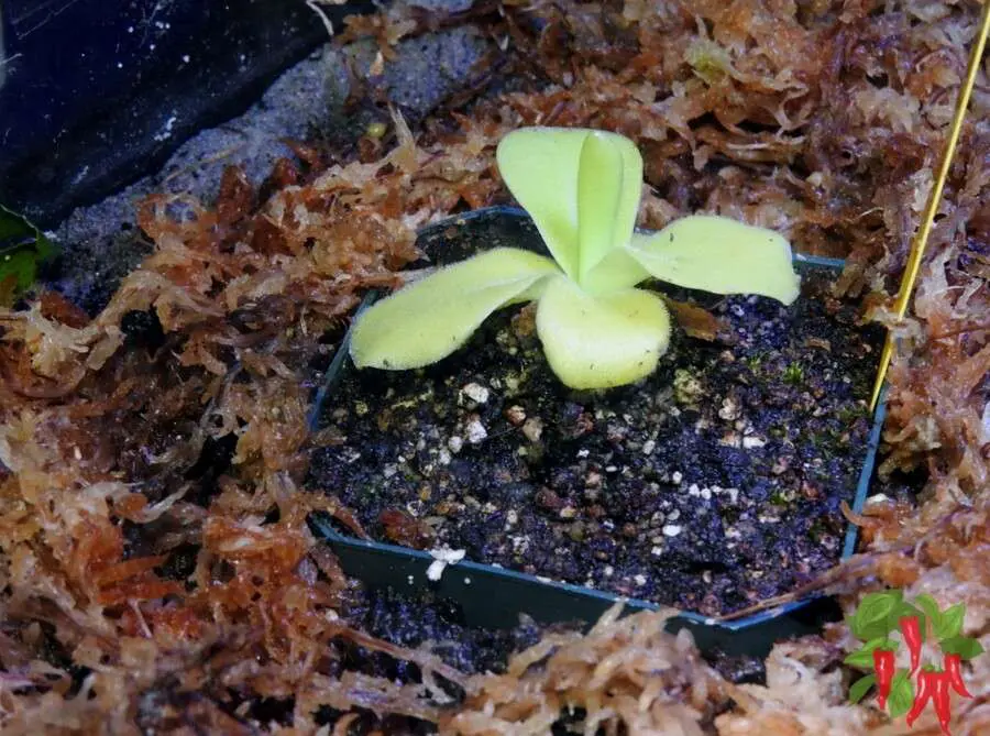 Butterwort (Pinguicula ‘Giganta’)