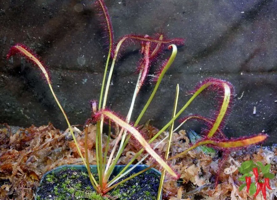 Sundew (Drosera sp. ‘Montague Pass’)