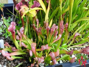 Carnivorous Plant Care My outdoor plants
