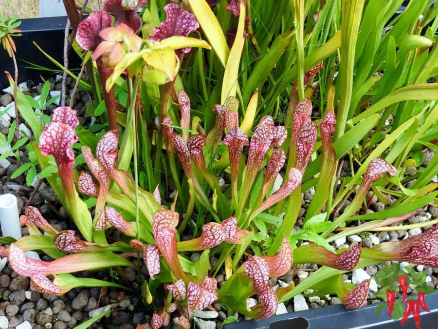 Carnivorous Plant Care My Outdoor Sarracenia Plants