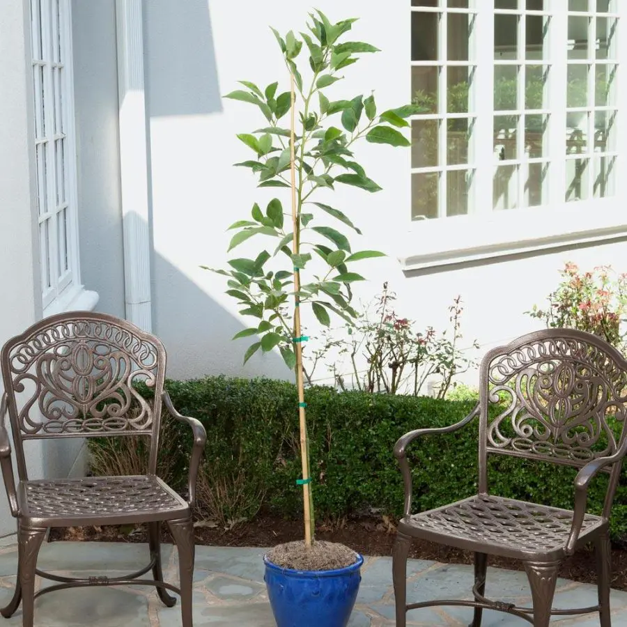 Indoor Avocado Tree Care: Condoâ„¢ Indoor Avocado Trees sitting on the deck