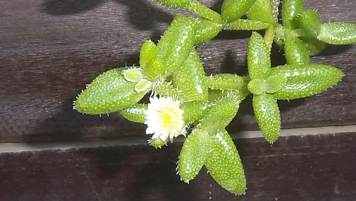 Pickle Plant Cactus