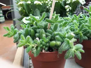 Pickle Plant Succulent Care - Delosperma echinatum