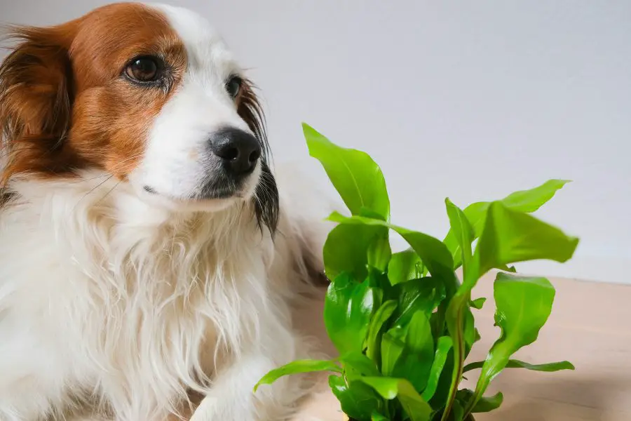 Dog-Safe Indoor Plants That Don’t Make a Mess