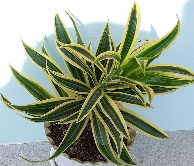 https://commons.wikimedia.org/wiki/File:Dracaena_fragrans_a1.jpg Dracaena Plant FAQs 13 Questions With Answers - Dracaena fragrans