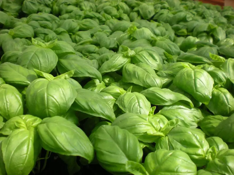 Basil - Easy Herbs You Can Grow in Any Space