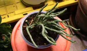 Medusa’s Head Plant: Why This Weird Euphorbia Is Worth Growing