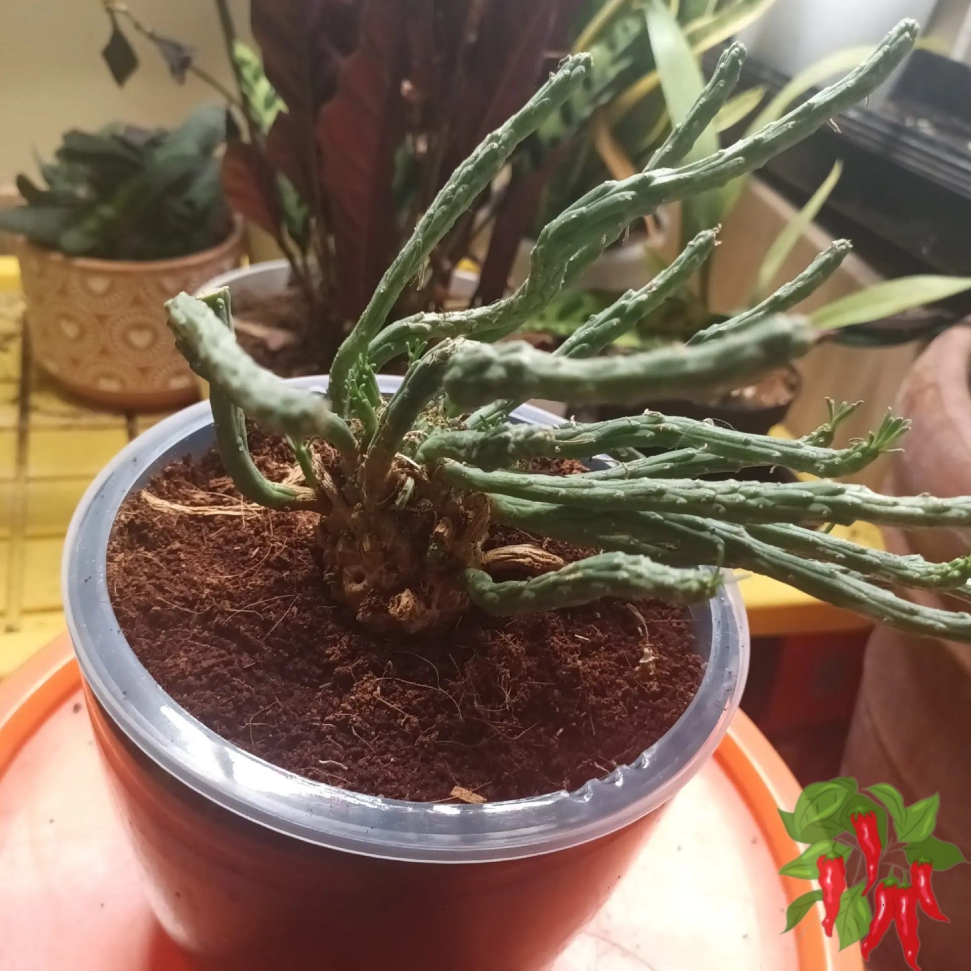 Euphorbia caput-medusae