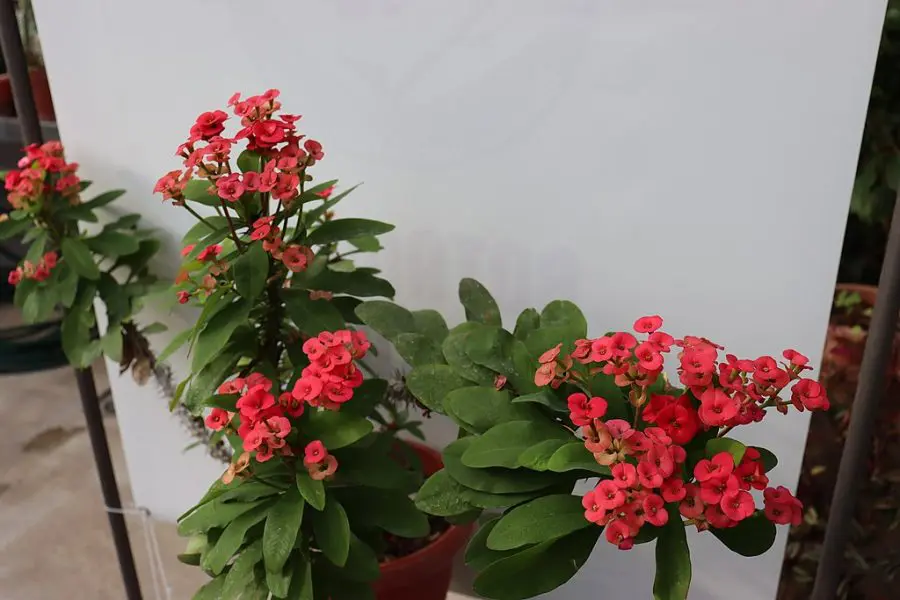Crown of thorns -Euphorbia milii