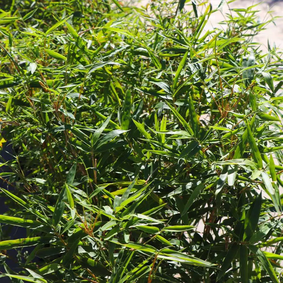 Fernleaf Bamboo Indoor Care