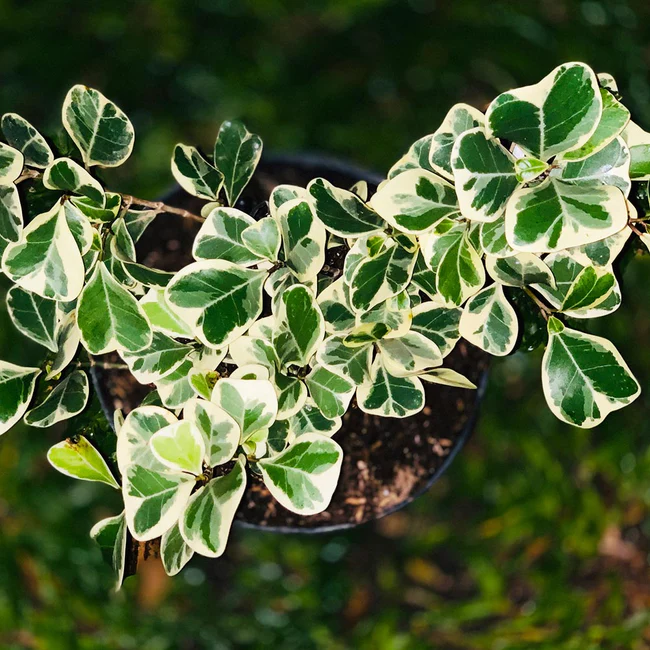 Triangle Ficus Care Secrets