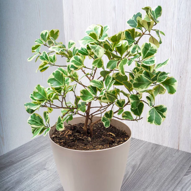 Triangle Ficus Care Secrets for a Lush, Healthy Plant Potted Plant