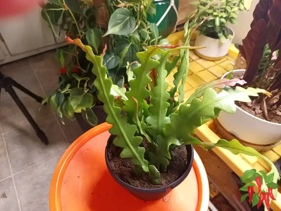 Fishbone Cactus Indoor Setup and Care Routine