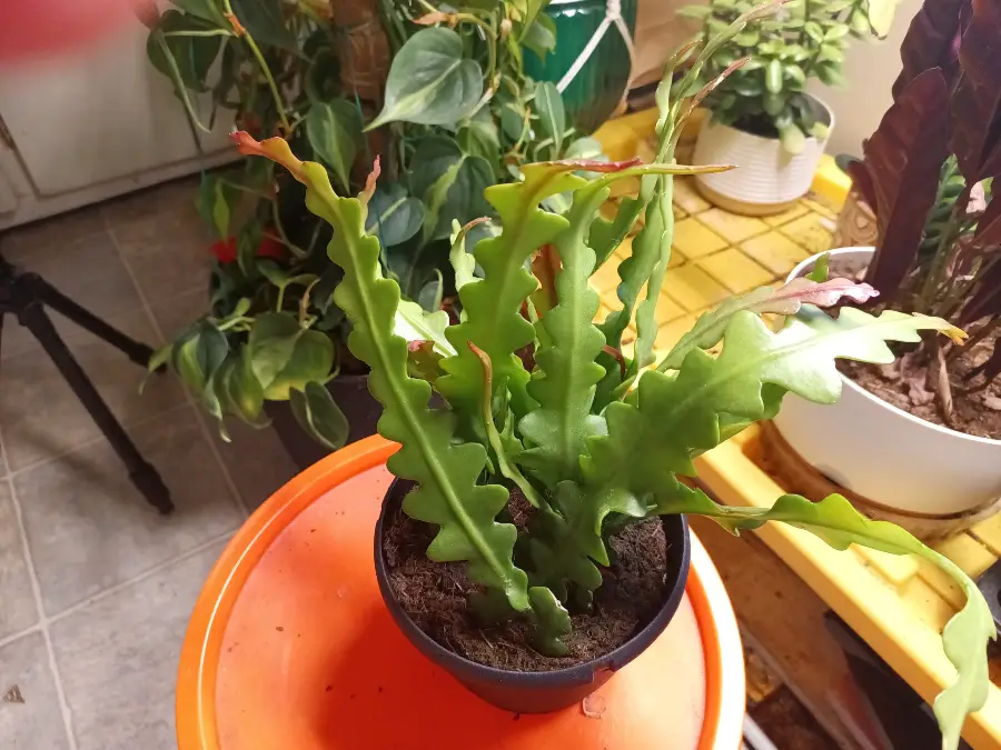 Fishbone Cactus Indoor Setup and Care Routine