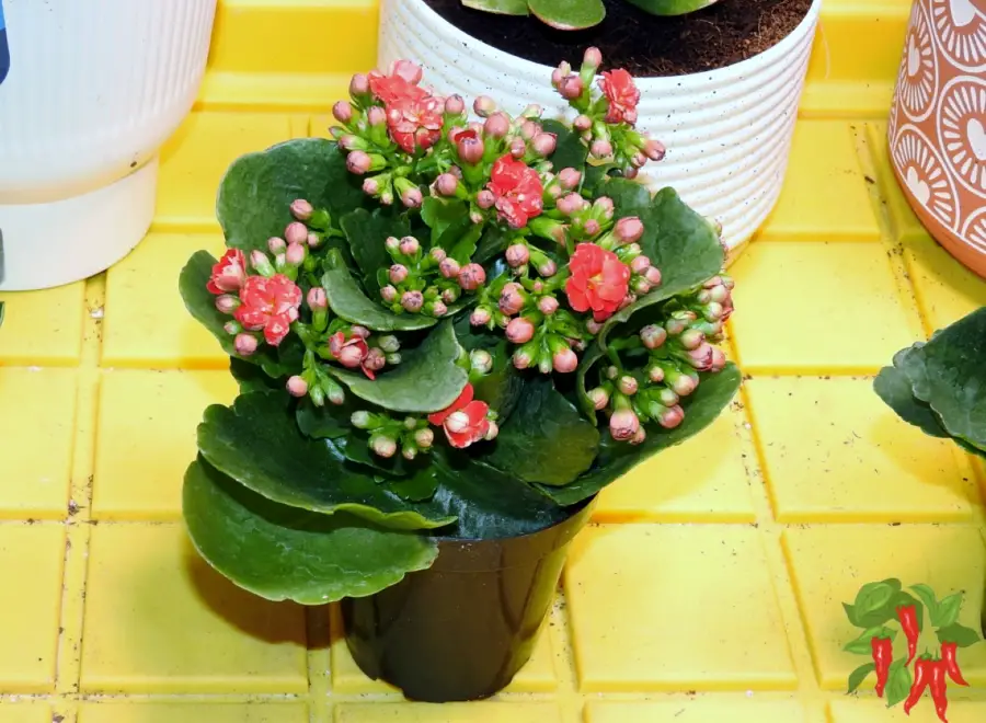 Flaming Katy - Kalanchoe blossfeldiana