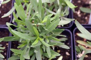 French Tarragon Indoors