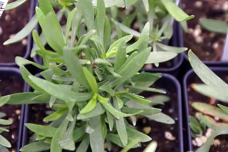 French Tarragon Indoors