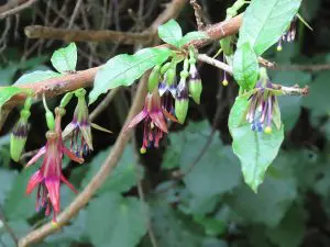 Fuchsia Tree Care: Growing Fuchsia excorticata Indoors