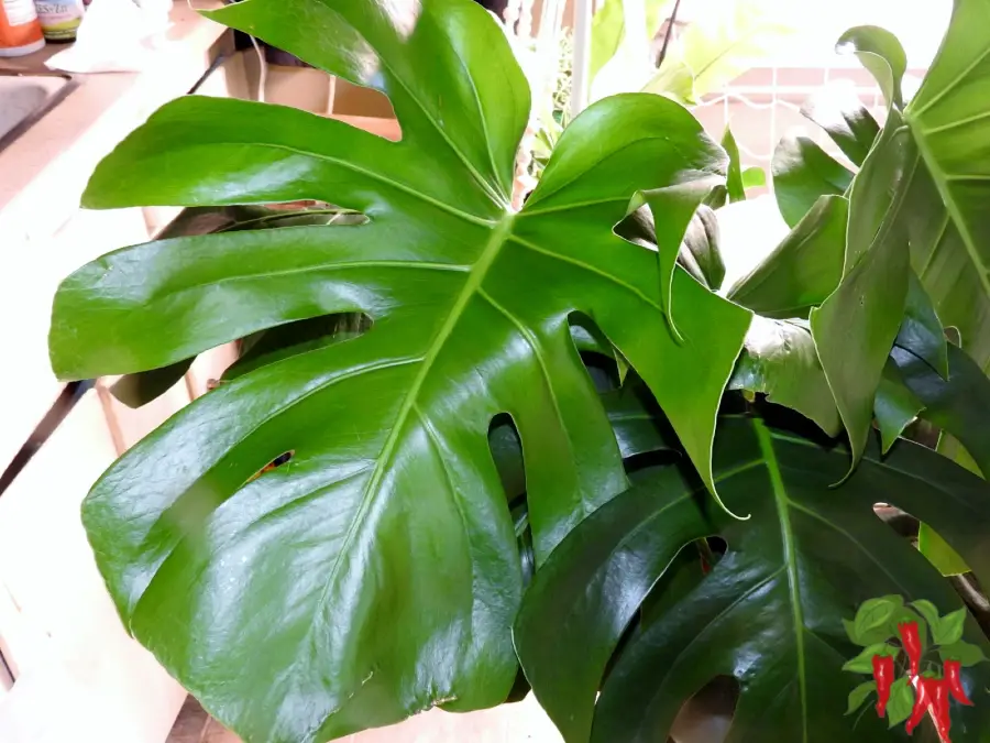 Getting to Know Monstera Deliciosa