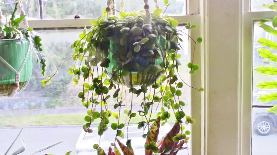 Give Peperomia Hope Enough Light
