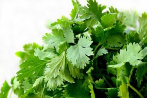 Grow Cilantro Indoors Without Bolting