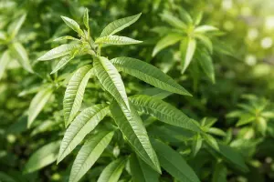 Grow Lemon Verbena Indoors