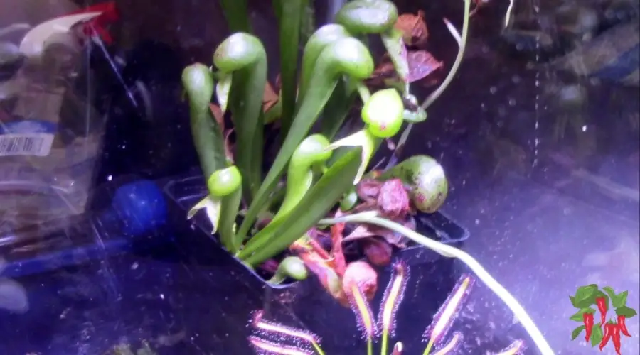 Growing Cobra Lily Indoors