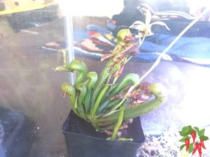 Growing Cobra Lily in a Terrarium (Darlingtonia californica Experiment)