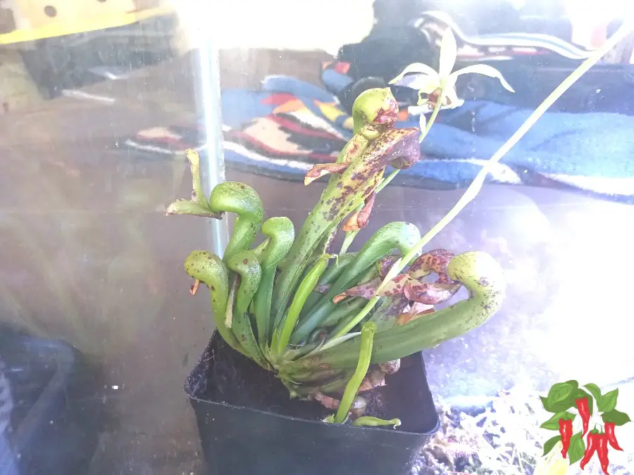 Growing Cobra Lily in a Terrarium (Darlingtonia californica Experiment)